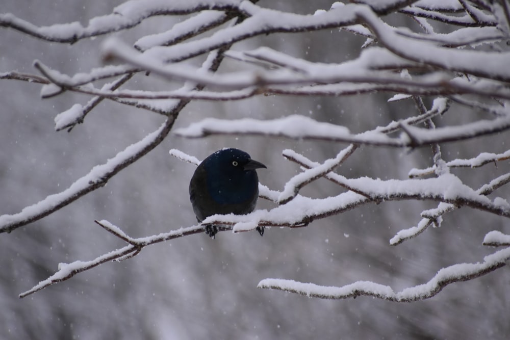 um pássaro preto sentado em um galho de árvore na neve