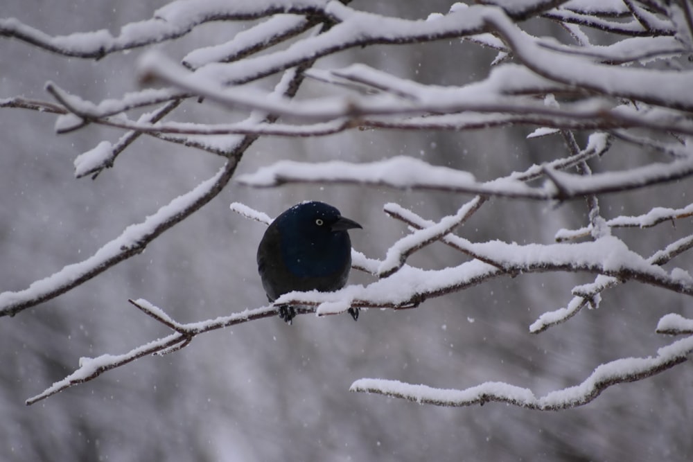a black bird sitting on a tree branch in the snow
