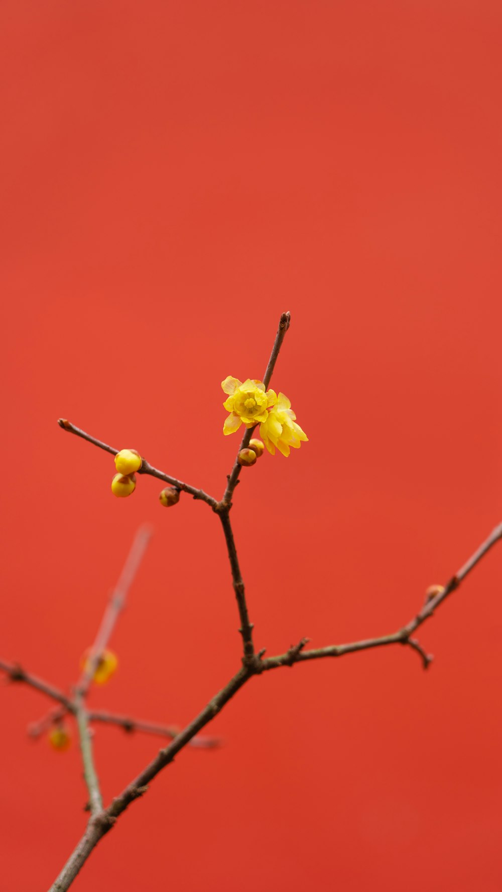 a branch with yellow flowers against a red background