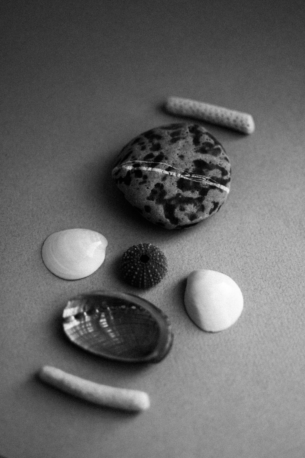 a black and white photo of rocks and seashells