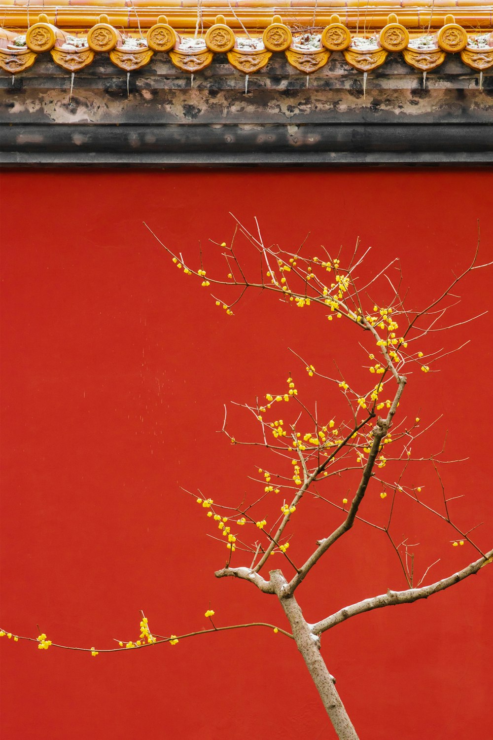 a tree with yellow flowers in front of a red wall