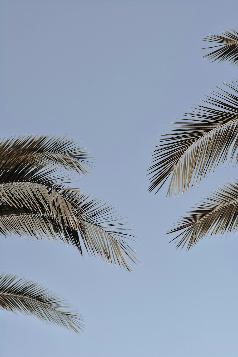 a palm tree with a blue sky in the background