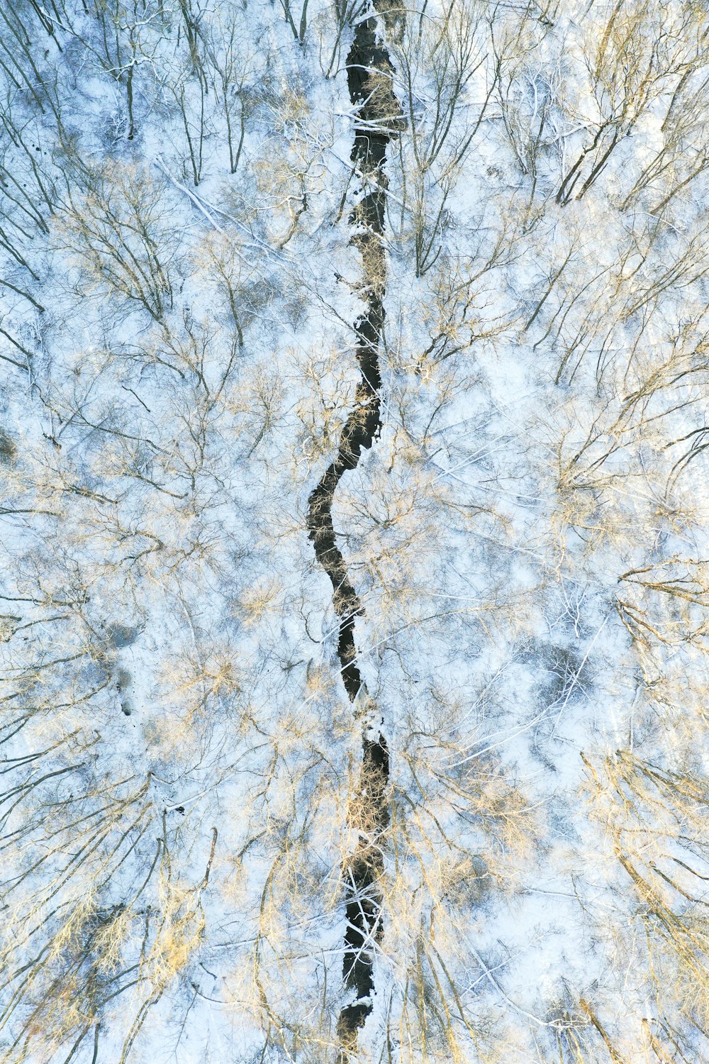 a snow covered forest filled with lots of trees