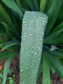 A close-up of chlorophyll leaves with droplets of water.