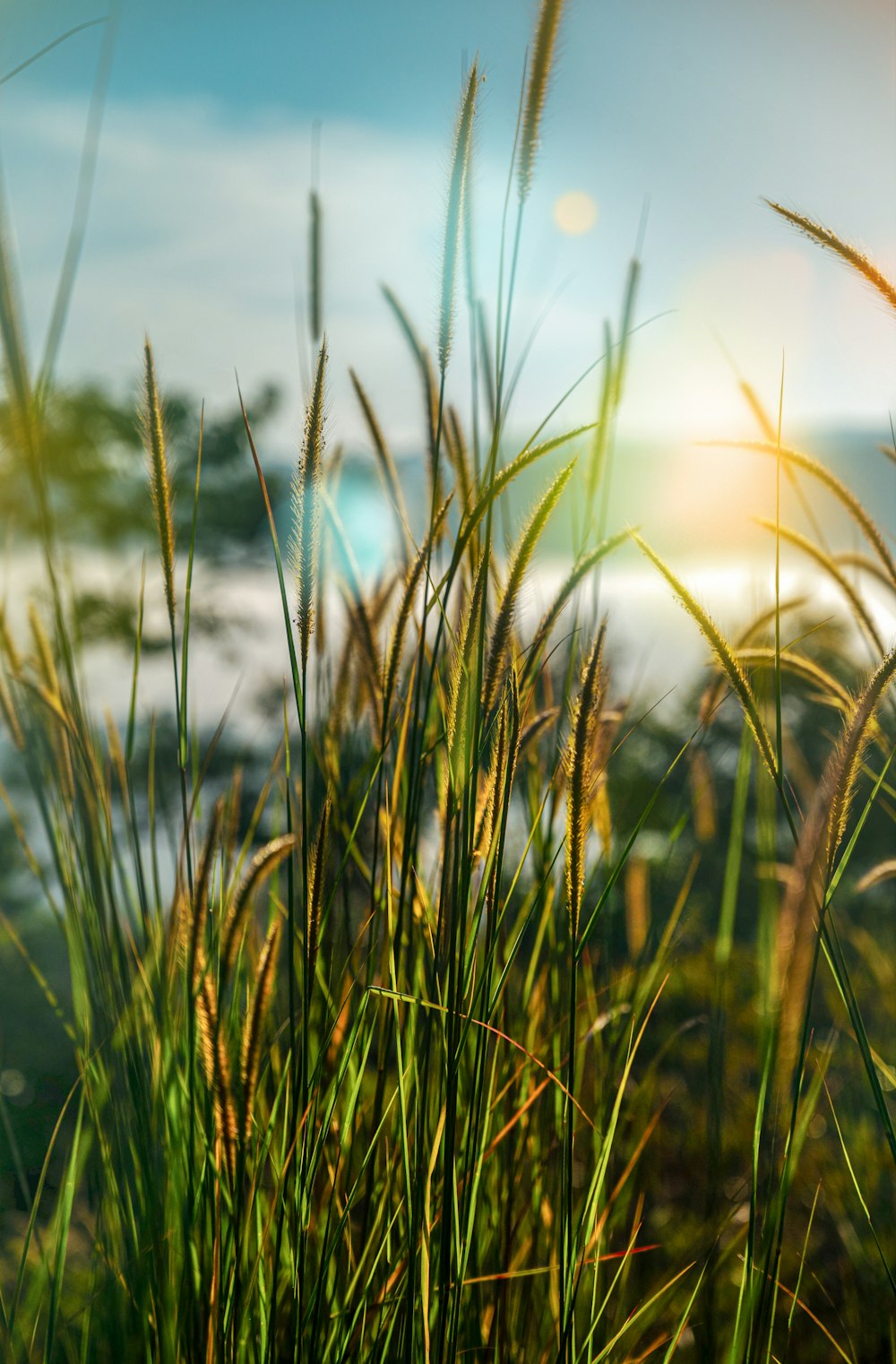 a close up of some grass with the sun in the background