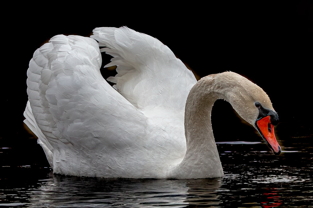 Un gran cisne blanco nadando sobre un cuerpo de agua