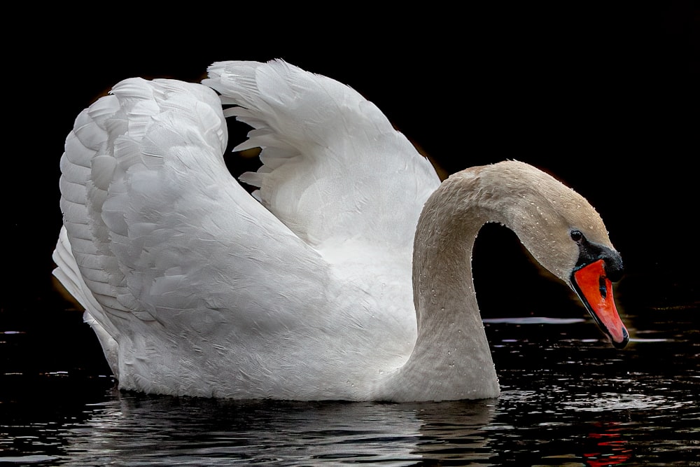 um grande cisne branco nadando em cima de um corpo de água