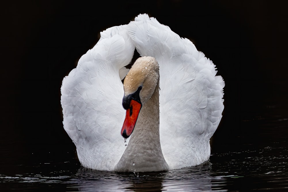 a swan with its head in the water