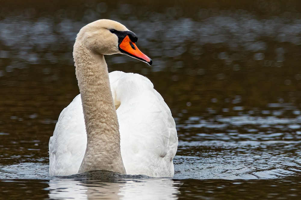 a white swan with an orange beak swims in the water