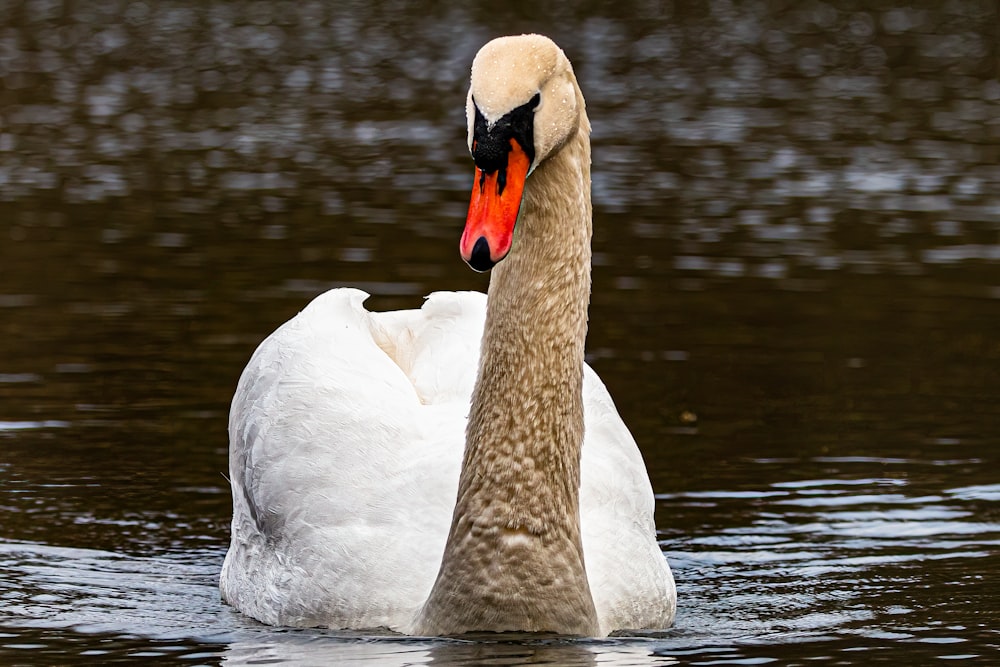 a white swan with an orange beak swims in the water