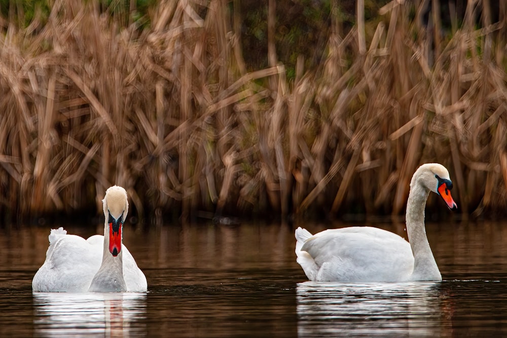 two white swans swimming in a body of water
