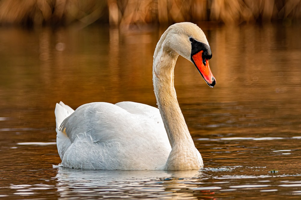 a white swan floating on top of a body of water