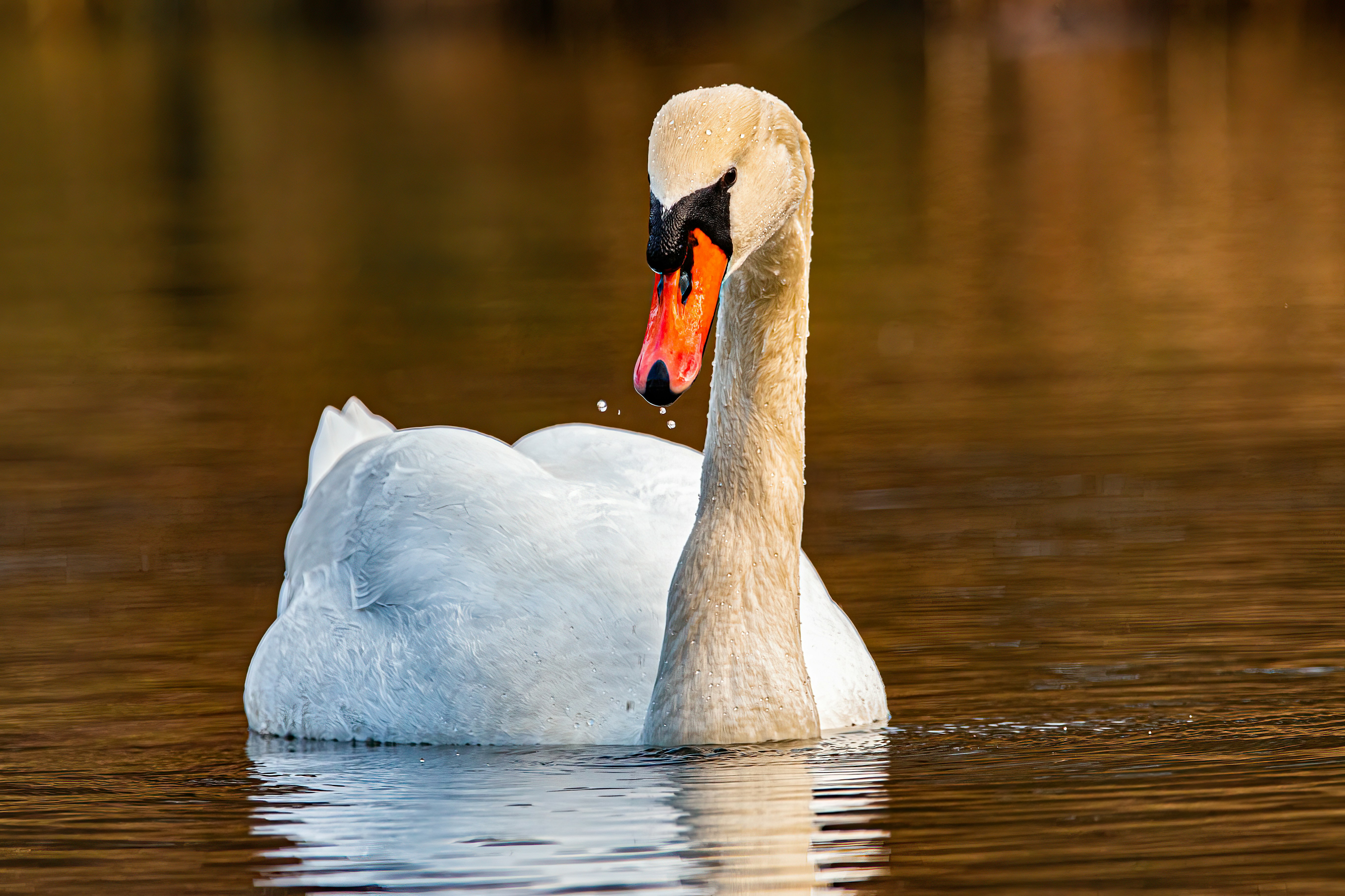 Photo by kennygoossen