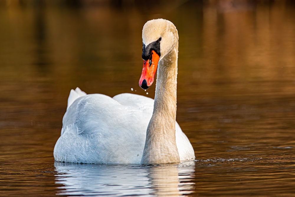 a white swan with an orange beak swims in the water