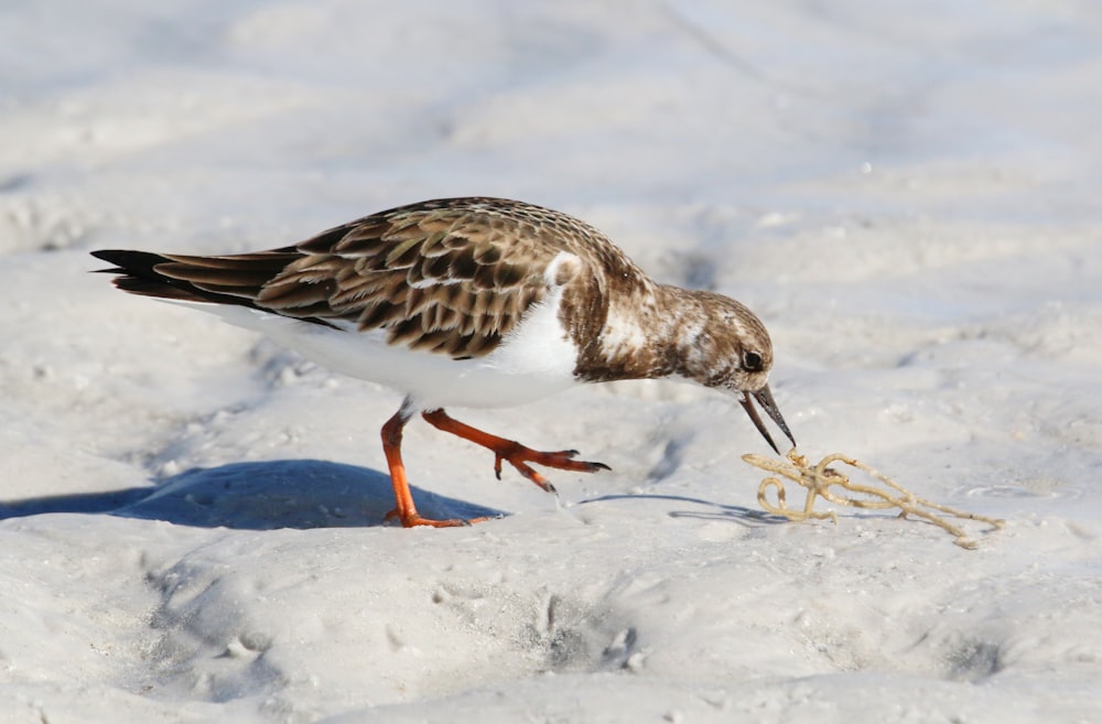 a brown and white bird standing on top of snow covered ground