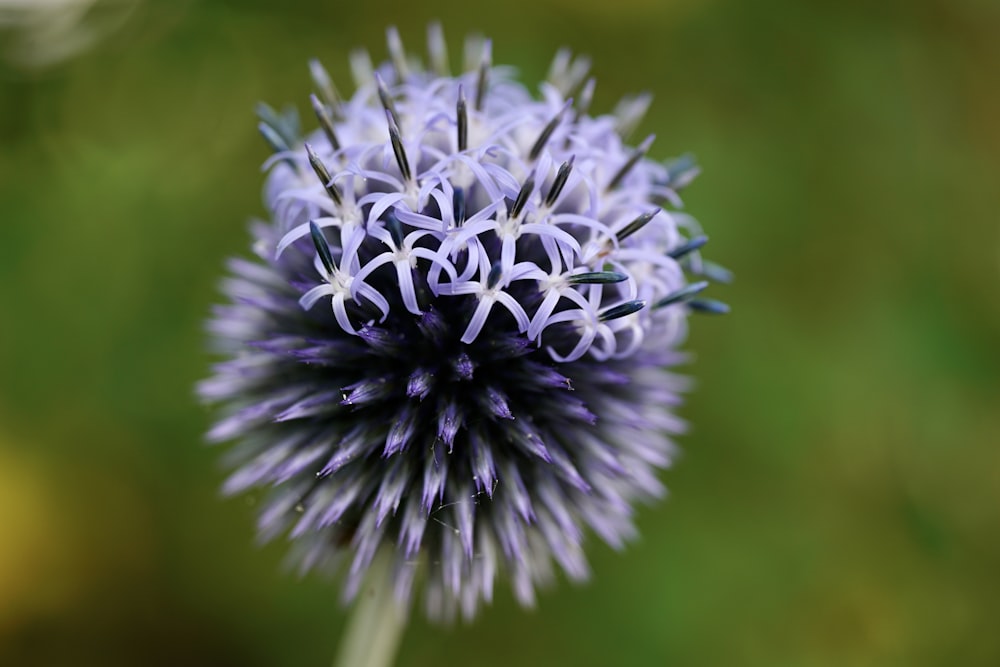 a close up of a purple flower with a blurry background