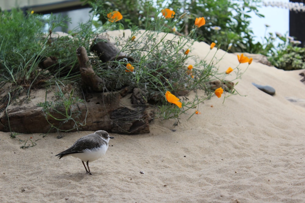 Un pequeño pájaro parado en una playa de arena