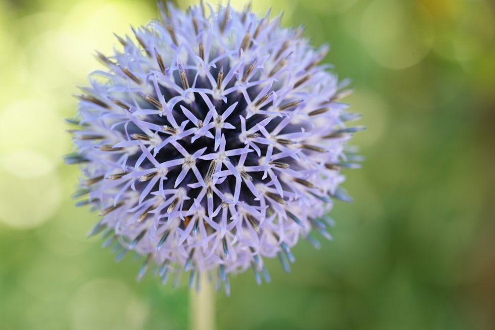 a close up of a purple flower with blurry background