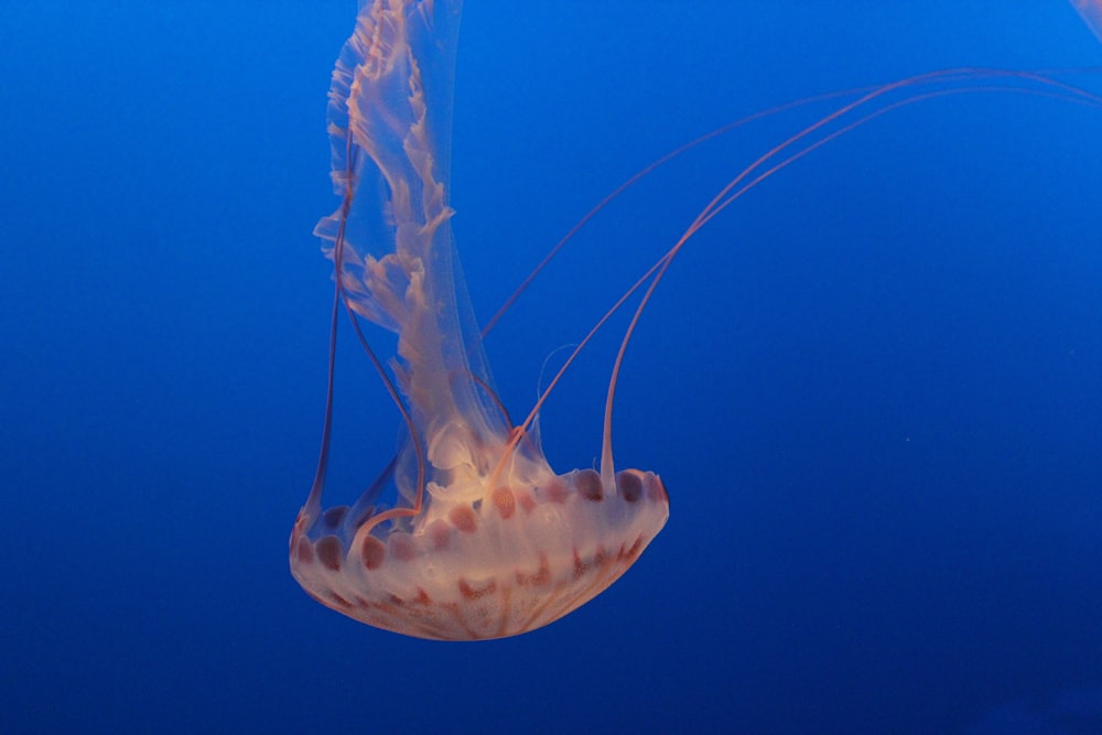 a close up of a jellyfish in the water