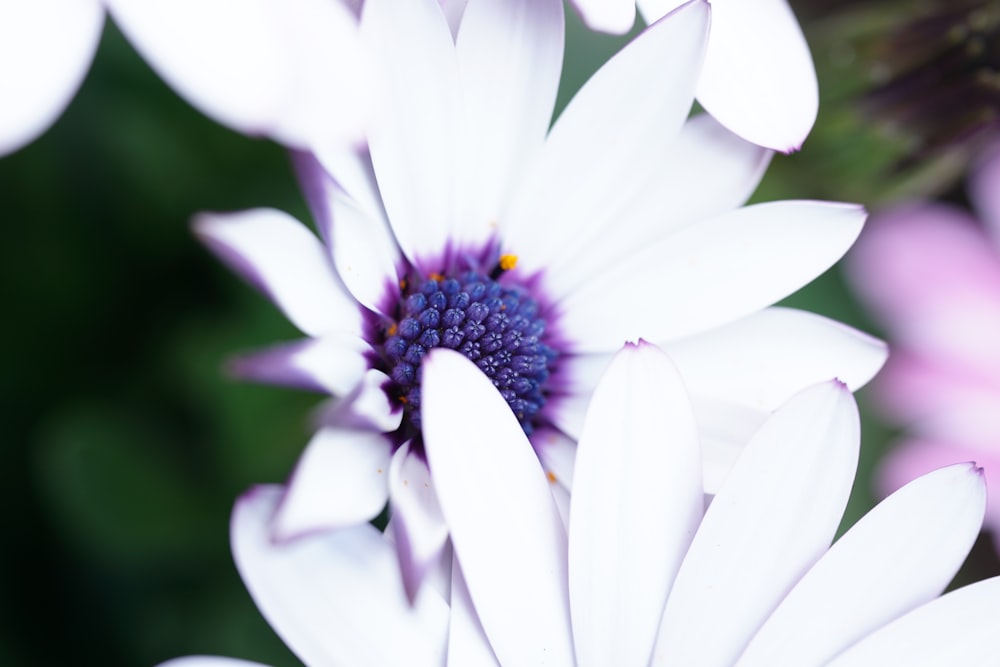 a close up of a white and purple flower