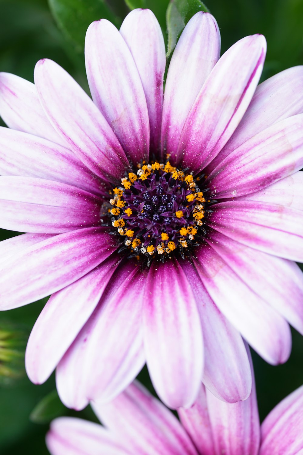 a close up of a purple flower with a yellow center