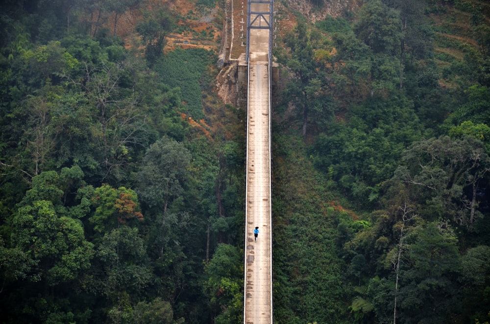 a bridge in the middle of a forest