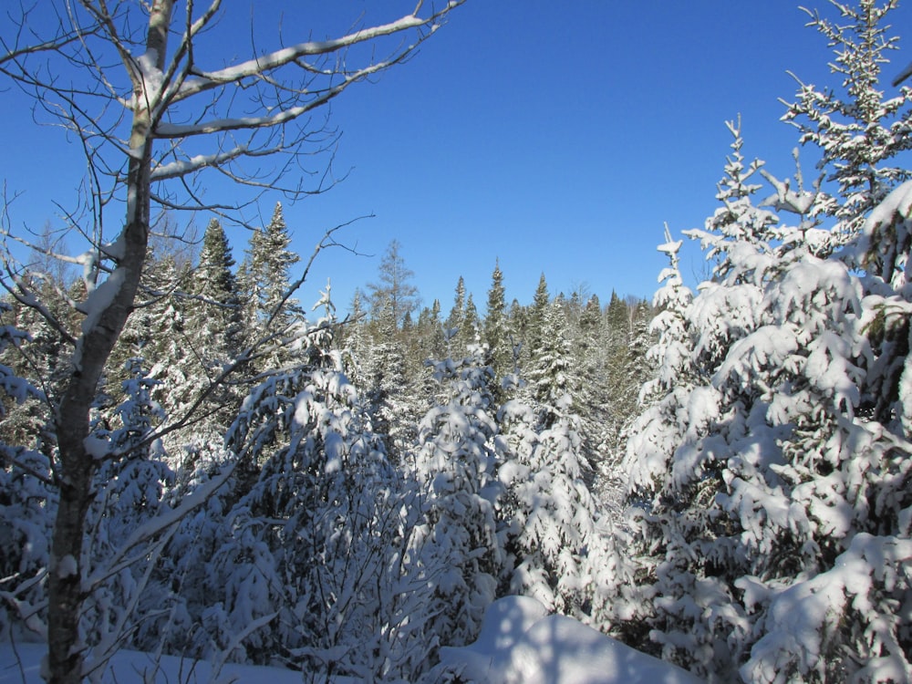 Una vista de un bosque cubierto de nieve