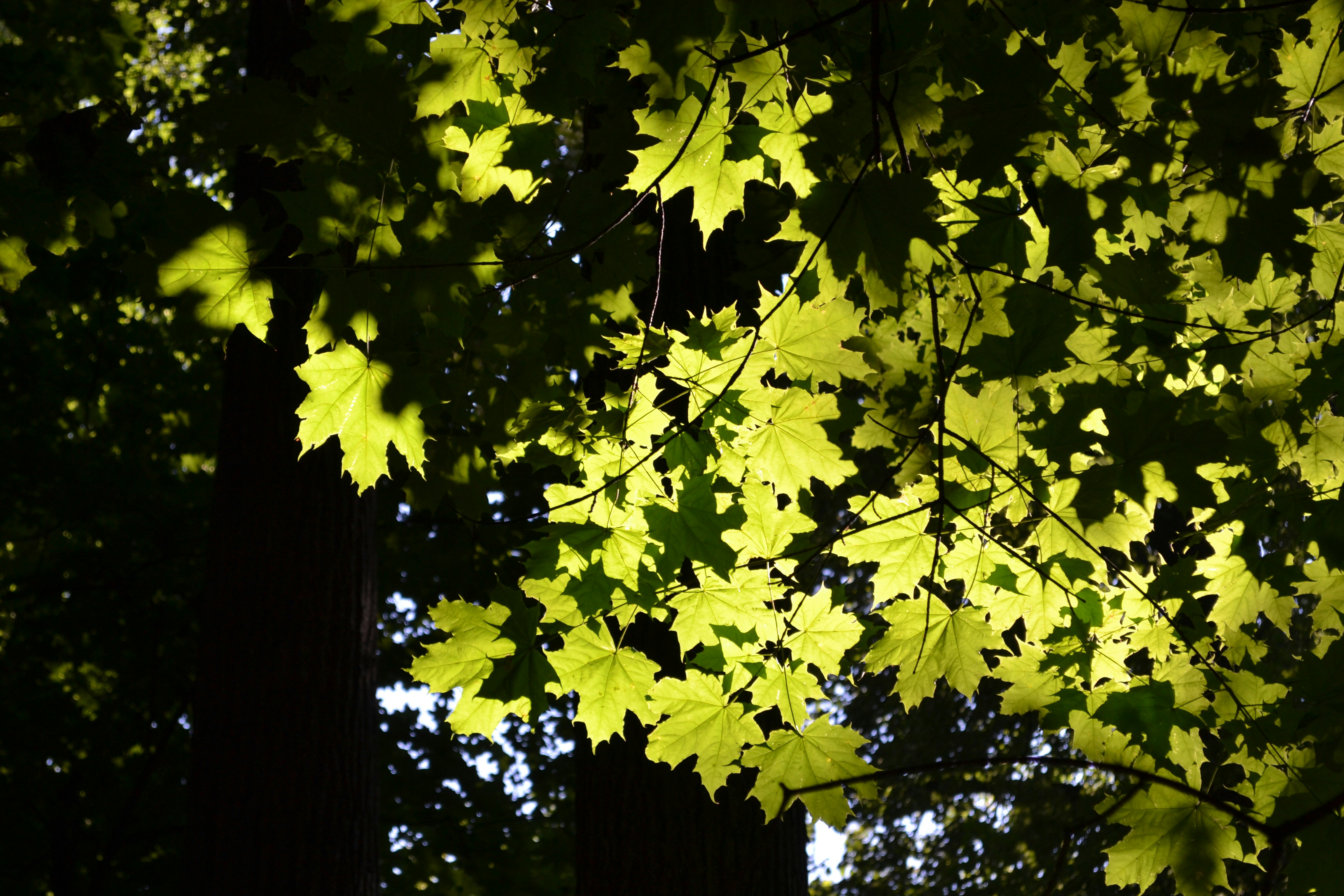 Photo by evgenslavin