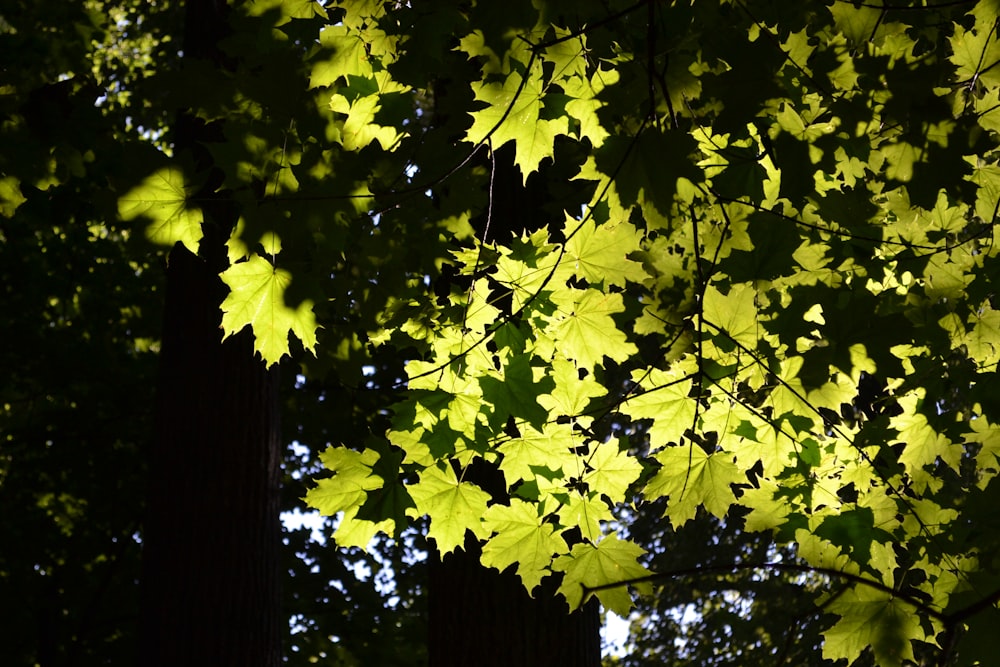 a tree with yellow leaves in the sunlight