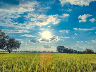 Bright sun shining over a solar farm with green grass.