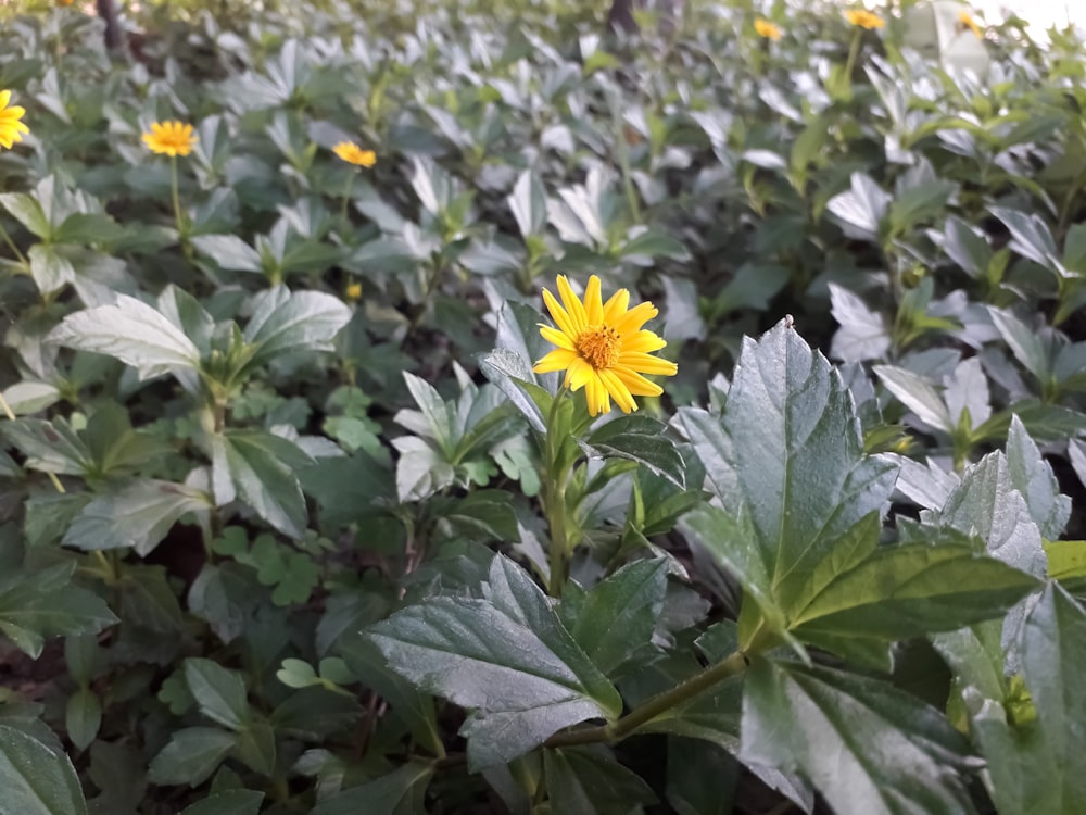 a field of sunflowers with green leaves