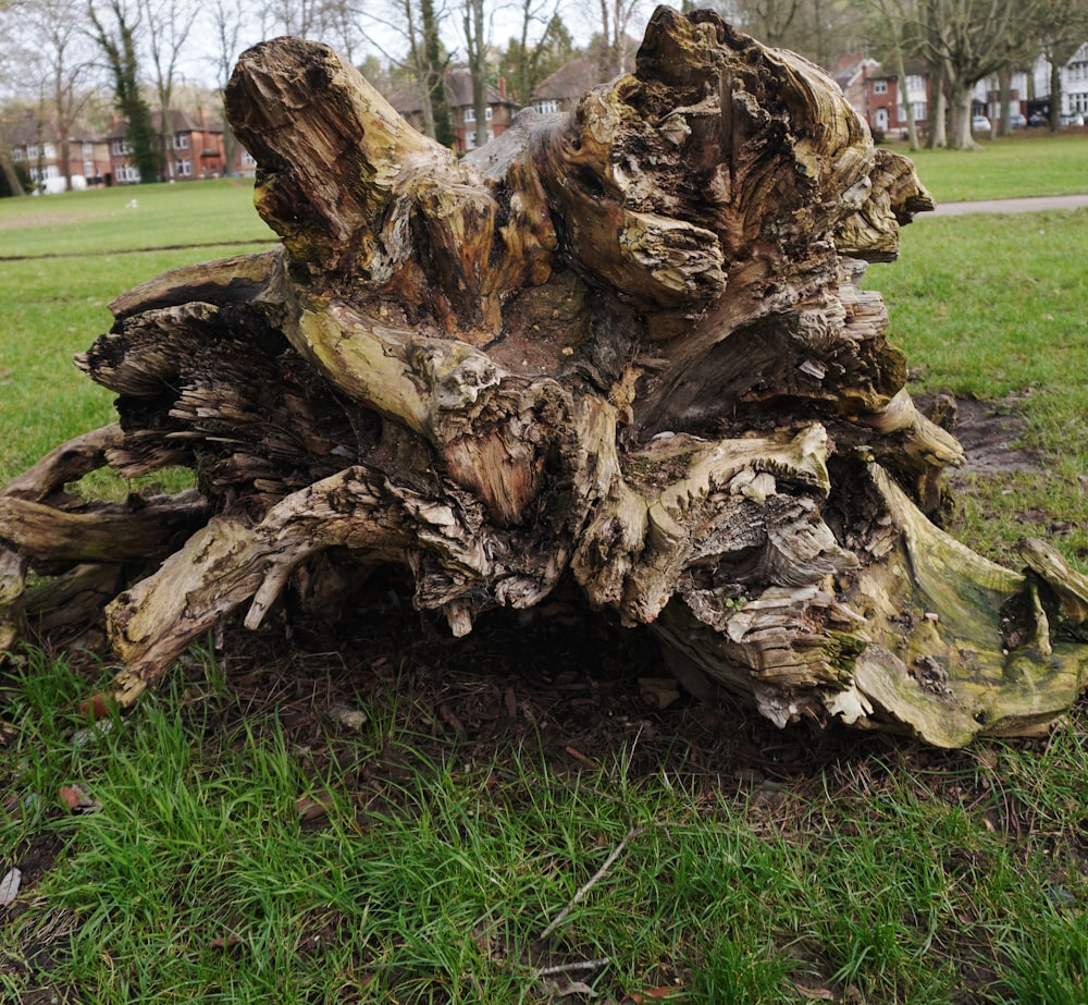 a tree stump sitting in the middle of a field