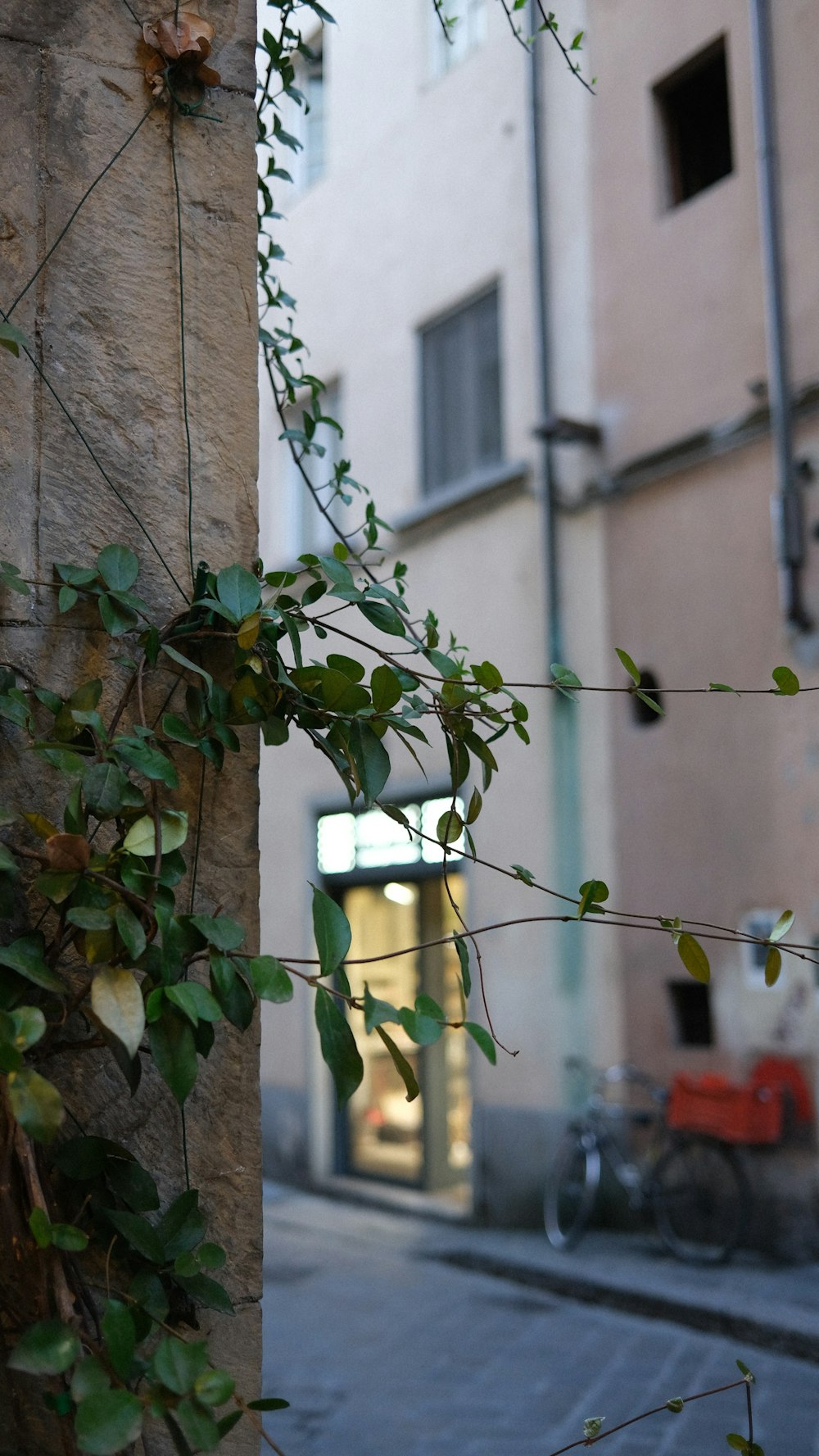 a building with vines growing up the side of it