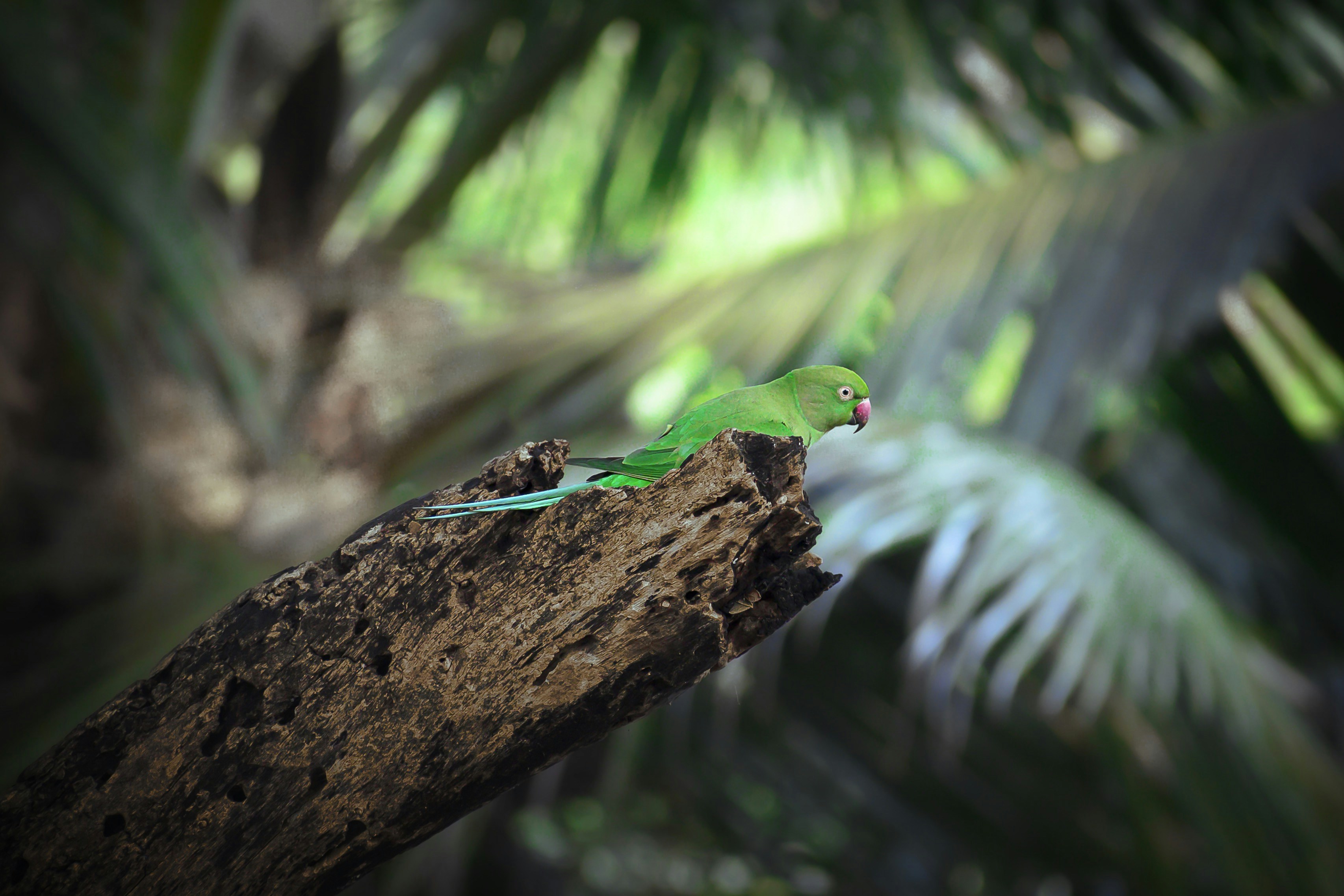 Photo by ravisangar46