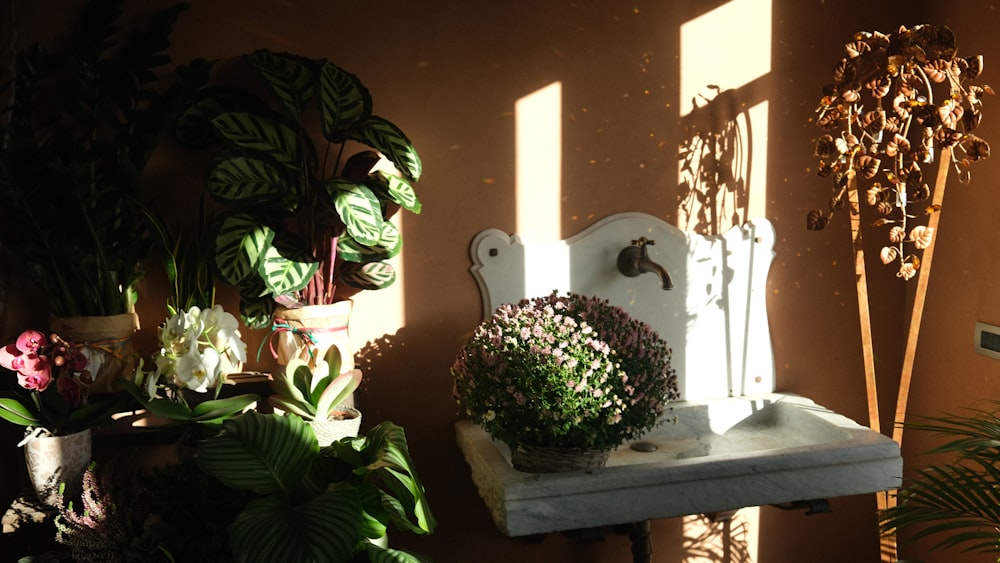 a room with a bunch of potted plants on a shelf