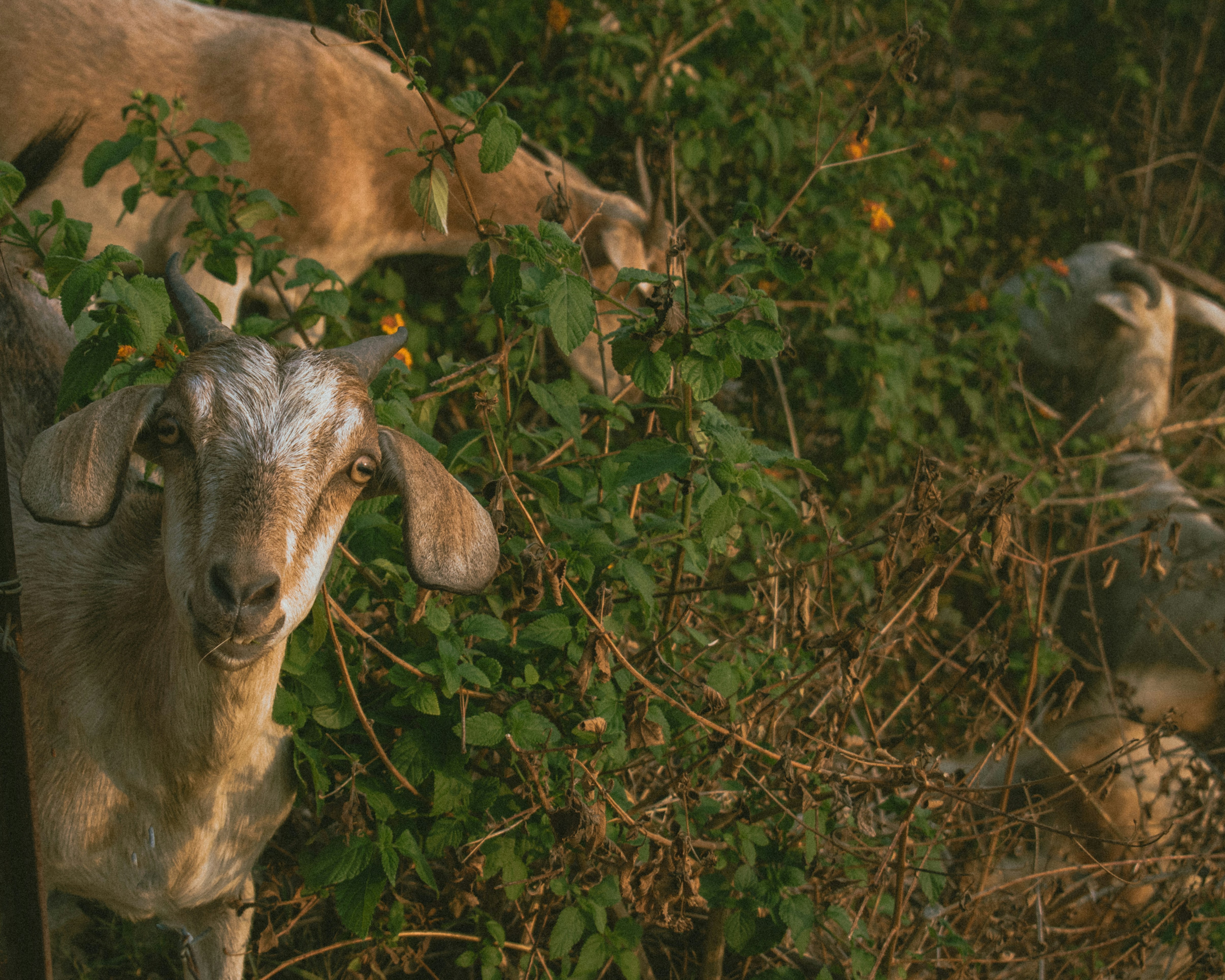 Un par de cabras de pie una al lado de la otra