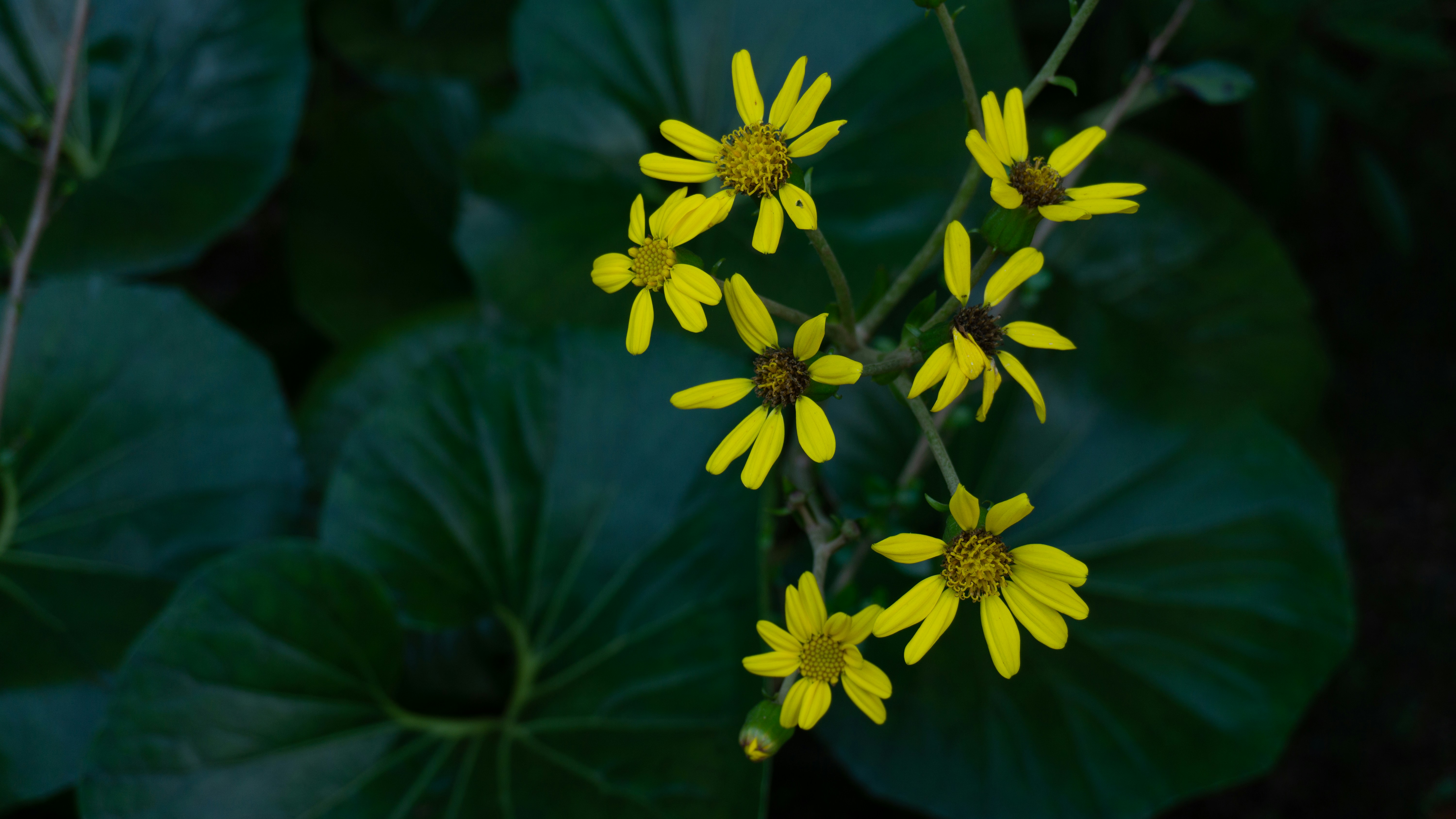 Photo by phascolarctos