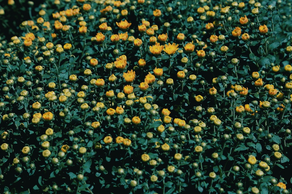 a field of yellow flowers with green leaves