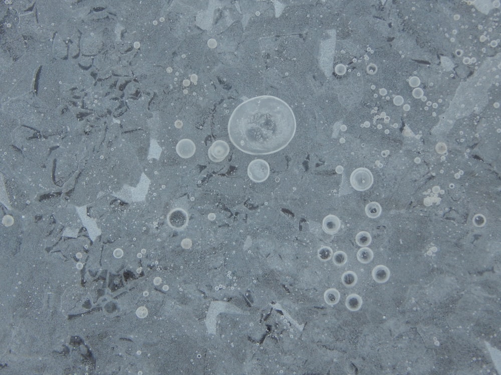 a group of bubbles floating on top of a body of water