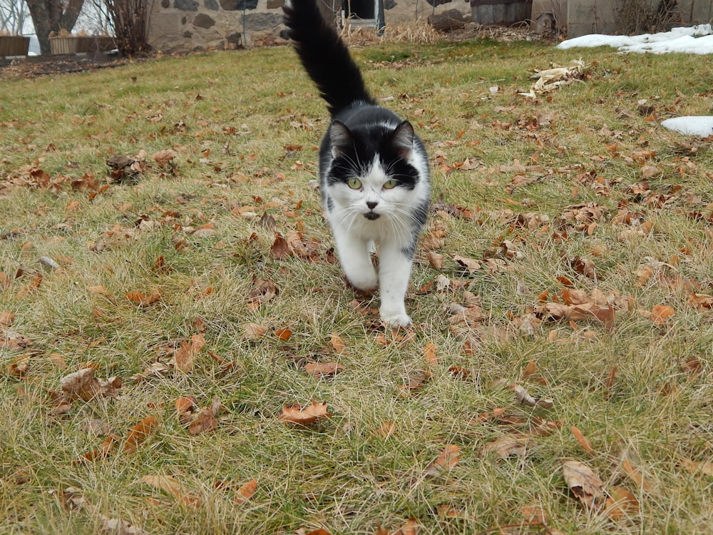 a black and white cat walking across a grass covered field