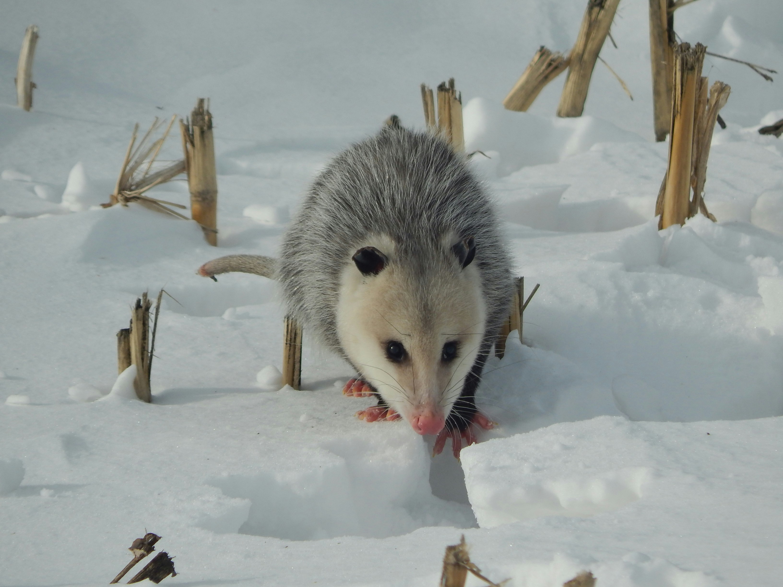 Measuring Success: Quantifying Opossum Impact (image credits: unsplash)