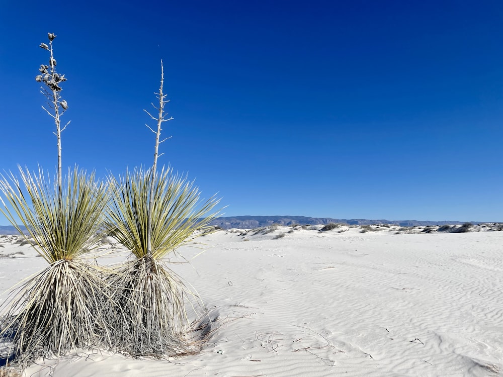 a small plant in the middle of a desert