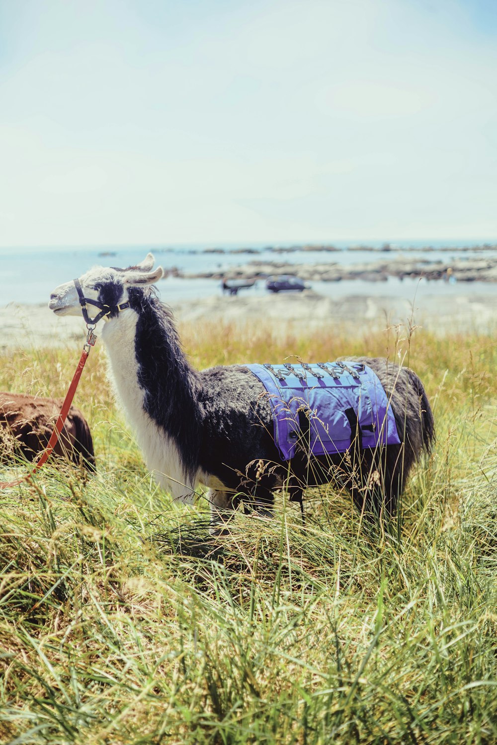 a llama in a field with a leash