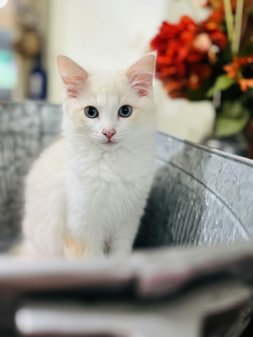 Un gato blanco sentado dentro de una tina de metal