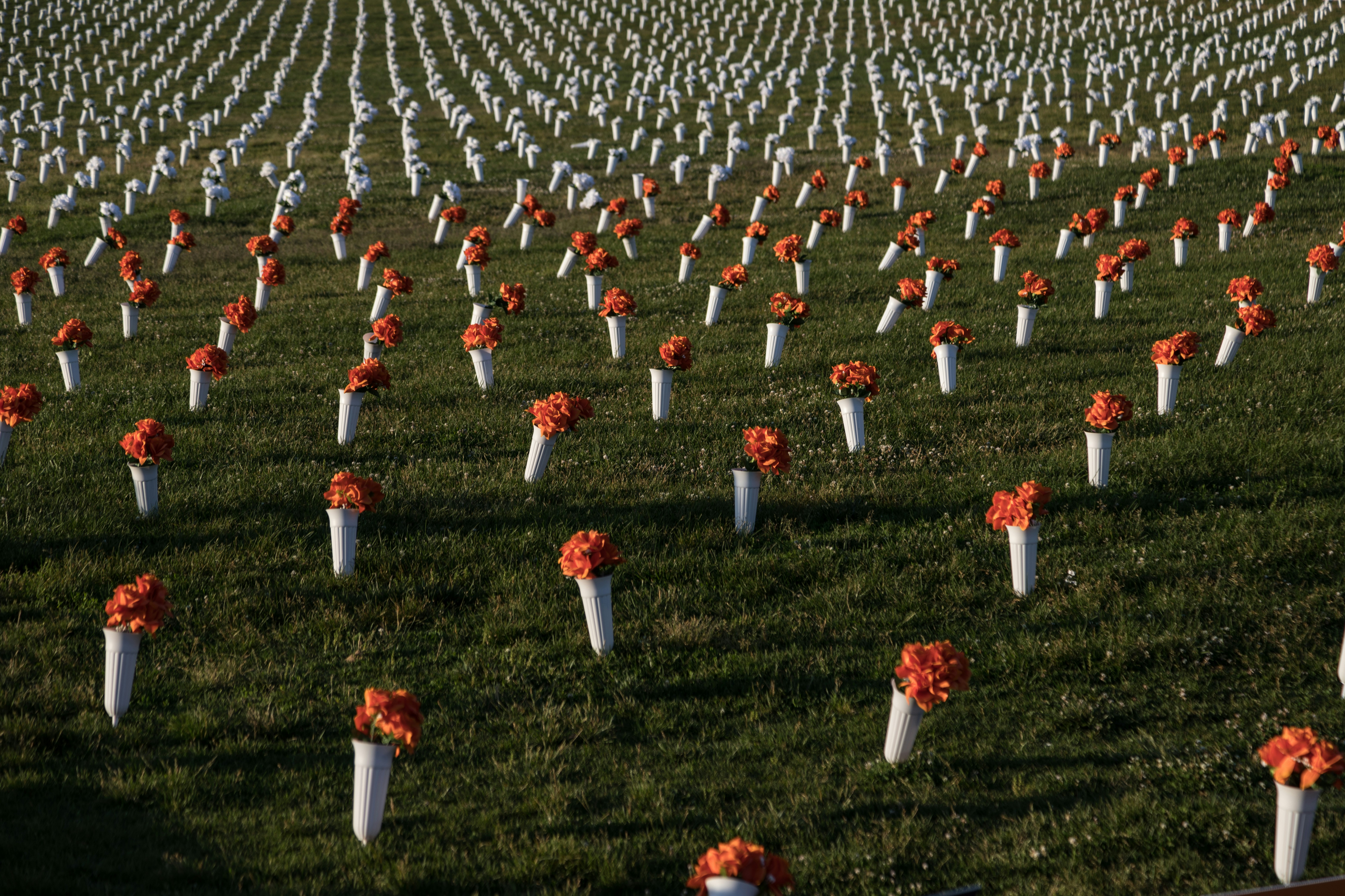 Un campo lleno de flores blancas y naranjas