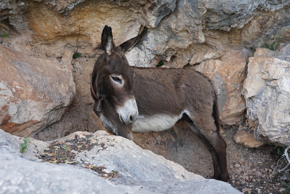 a donkey standing on top of a rocky hillside