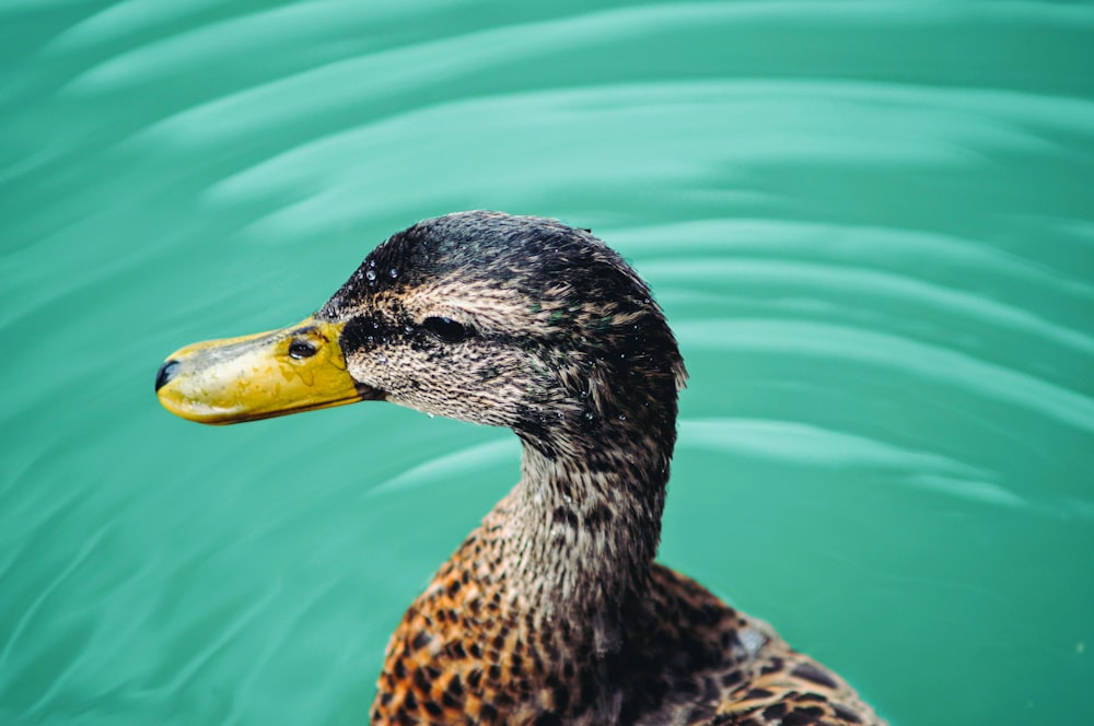 a close up of a duck in a body of water