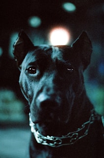 Close-up of a chunky silver chain collar on a tough-looking dog with a confident gaze.