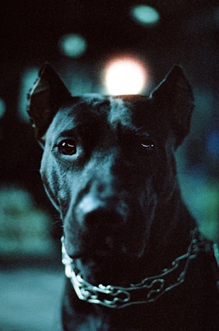 Close-up of a chunky silver chain collar on a tough-looking dog with a confident gaze.