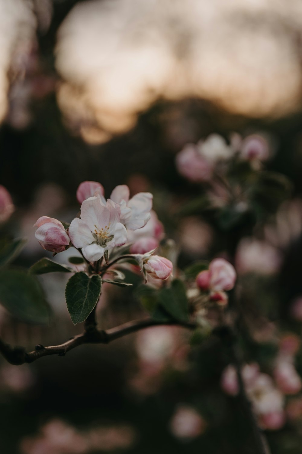 a close up of a flower on a tree branch